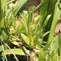 Furcraea foetida (L.) Haw.